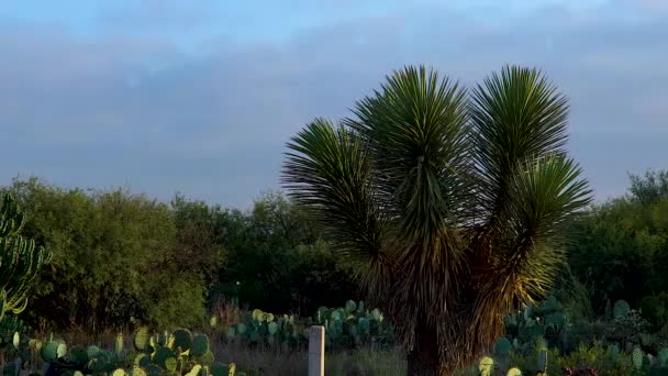 Piante Desertiche Messicane Nello Stato San Luis Potosi — Video Stock