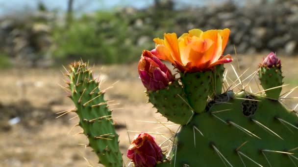 Piante Desertiche Messicane Nello Stato San Luis Potosi — Video Stock