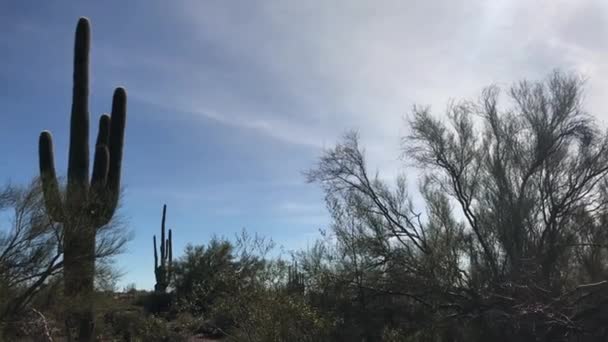 Nagy Kaktusz Sivatagban — Stock videók
