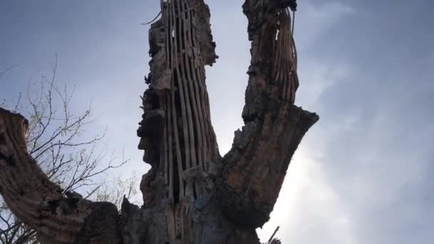 Halott Kaktusz Sivatagi Nap Alatt — Stock videók