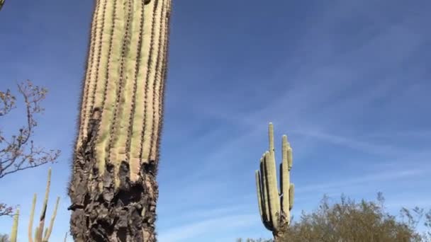 Naklonit Kaktusu Poušti — Stock video