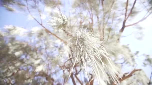 Skyward View Van Een Boom Australische Outback — Stockvideo