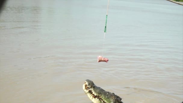 Zeitlupe Des Krokodilsprungs Auf Fleisch — Stockvideo