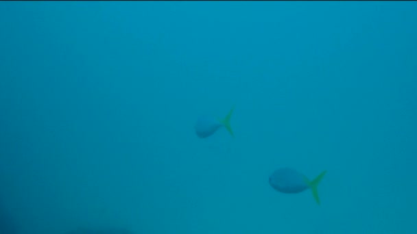 Желтохвостая Рыба Фузилёр Плавает Океане — стоковое видео