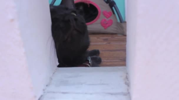 ポーチでの黒い猫の眠りの終わり — ストック動画