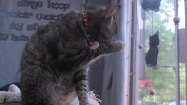 Close Van Cat Reiniging Zelf — Stockvideo