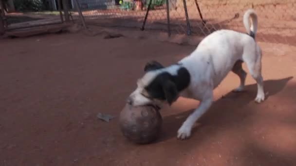 中程度のショットの小さな犬の遊びでプラスチックボール — ストック動画