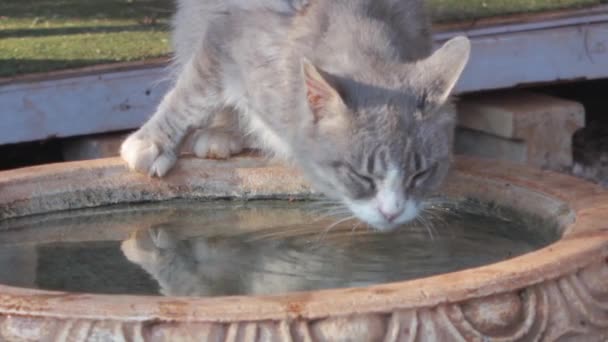 Middelmatige Injectie Van Cat Drinkwater Uit Vogelbad — Stockvideo