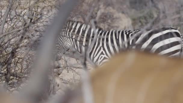 Masticar Cebra Visto Través Una Manada Animales Addax — Vídeos de Stock