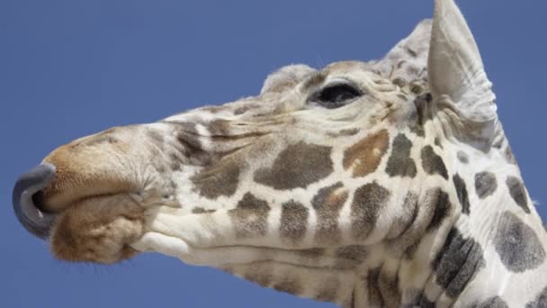 Giraff Extrem Närbild Låg Vinkel — Stockvideo