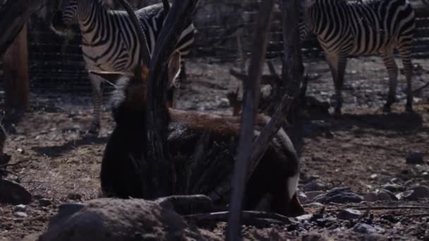 Zèbre Secouant Captivité Avec Autres Animaux — Video