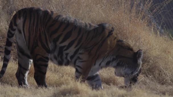 Tiger Eating His Kill Zoo Habitat — Stock Video