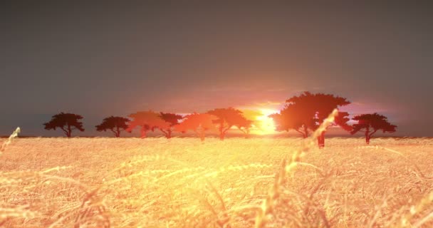 Contexto Gráfico Nascer Sol Gerado Campo Trigo Prados Savana Africana — Vídeo de Stock