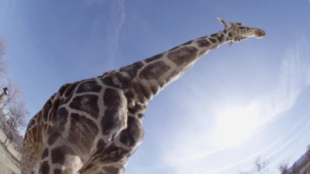 Giraff Riktigt Lång Vidvinkel Skott Odjuret — Stockvideo