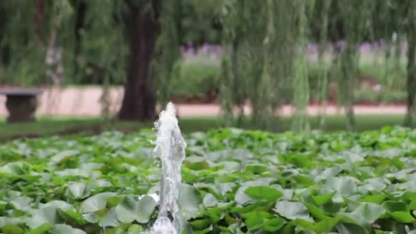 Inclinado Desde Fuente Agua Sauce — Vídeos de Stock