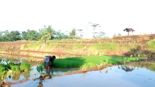 稻田苗圃中的妇女准备播种 — 图库视频影像
