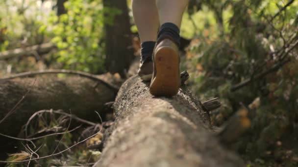 森の中の丸太の端を歩く男 サンフレア — ストック動画