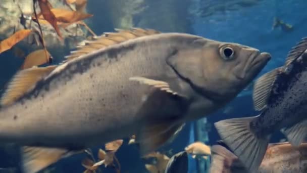 Grands Poissons Flottant Dans Les Eaux Bleues Tourné Aquarium Ripley — Video