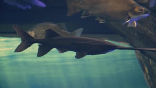 Mořský tvor v kanadském Ripleyově akváriu v Torontu.