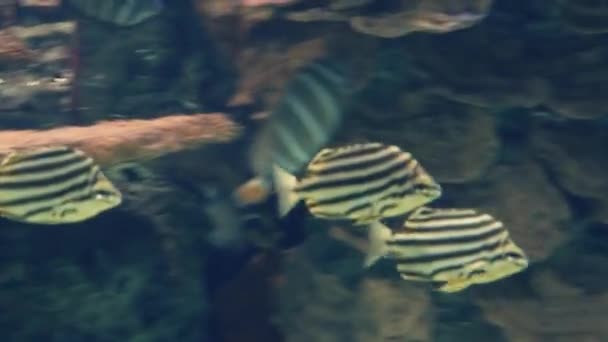 Pequenos Peixes Zebra Nadando Rápido — Vídeo de Stock