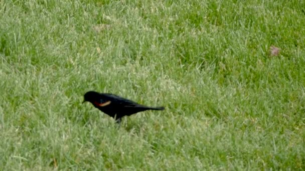 Red Winged Blackbird Hops Back Yard Foraging Food Other Songbirds — Stock Video