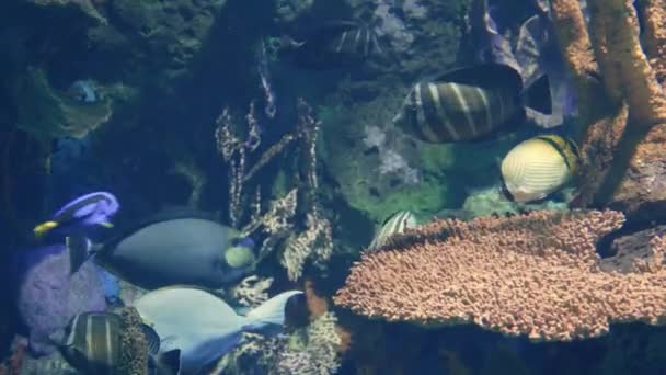 Simpatico Pesce Blu Che Nuota Nel Mezzo Molti Altri Pesci — Video Stock