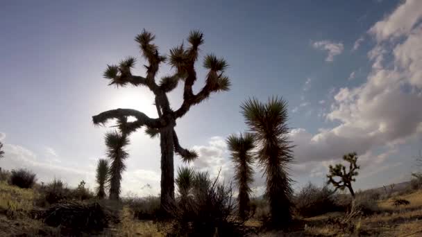 Árvores Yucca Com Nuvens Rolantes Fundo Lapso Tempo — Vídeo de Stock