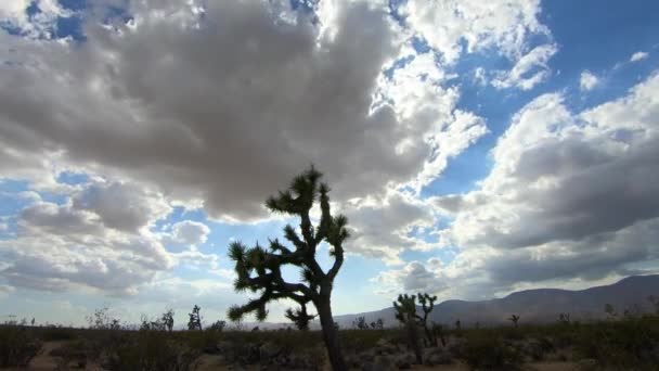 Timelapse Yucca Brevifolia Joshua Tree Con Nubes Onduladas — Vídeo de stock