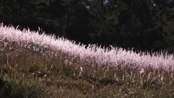 Une Colline Australie Couverte Herbe Bladey Dans Les Graines Rétro — Video
