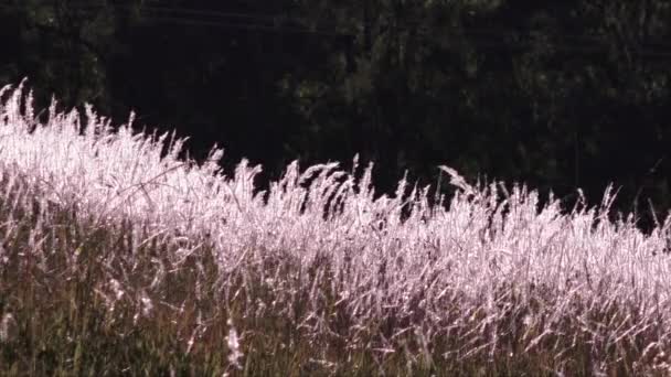 Closer View Hill Australia Covered Bladey Grass Seed Backlit Winter — Stock Video