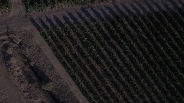 南アフリカのブドウ畑上空を飛行する無人機からの空中映像を影にしました — ストック動画