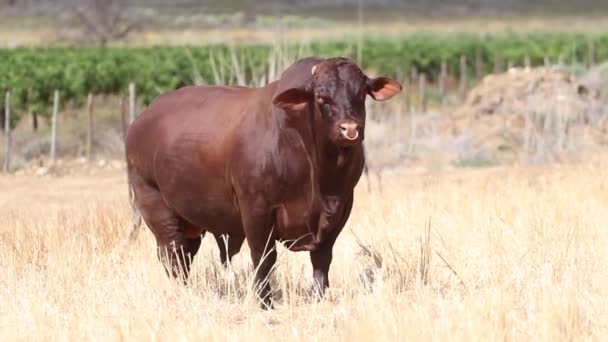Μια Ενιαία Φυλή Santa Gertruida Της Αγελάδας Στέκεται Πεδίο Στη — Αρχείο Βίντεο