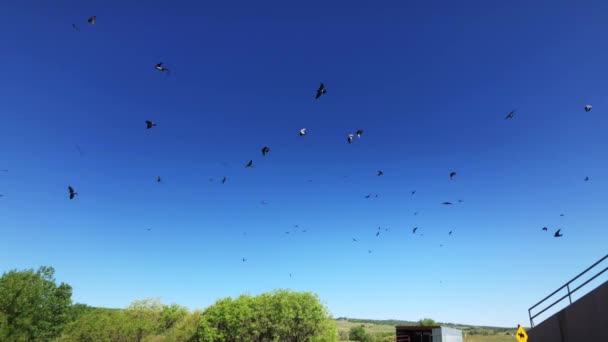 Flock Fåglar Cirklande — Stockvideo