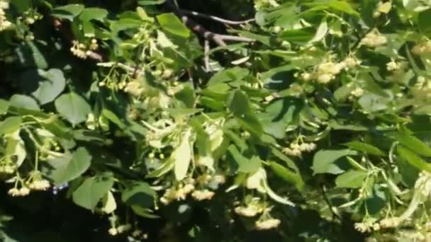 Tília Árvore Flores Filmagem Vento — Vídeo de Stock