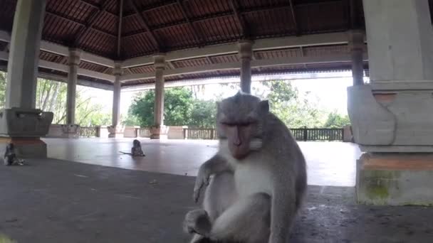 Close Rhesus Monkey Bali Indonesia Siedząc Świątyni Dokonując Przerażającej Ekspresji — Wideo stockowe