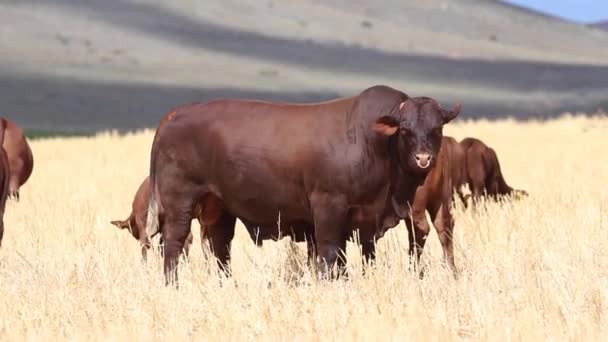 Pequeño Rebaño Santa Gertruida Raza Vaca Pastando Campo Exuberante Sudáfrica — Vídeos de Stock