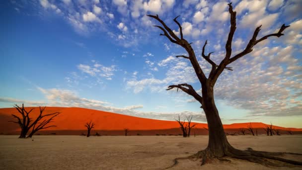 Lugar Como Nenhum Outro Pântanos Áridos Namíbia Deadvlei Time Lapse — Vídeo de Stock