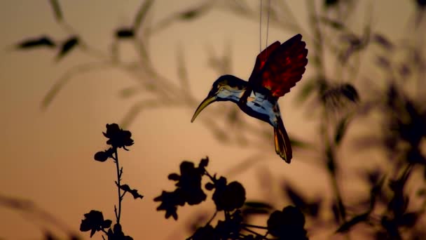 Ein Kleiner Vogelschmuck Wiegt Sich Sanft Der Sanften Brise Die — Stockvideo