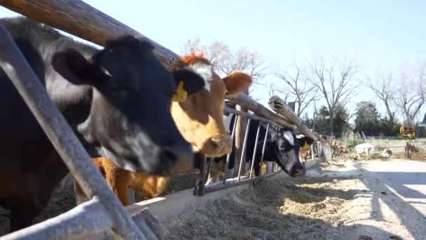 Молочные Коровы Кормового Бункера — стоковое видео