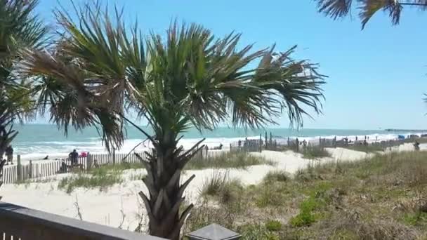 Palme Che Scorrono Nella Brezza Dell Oceano — Video Stock