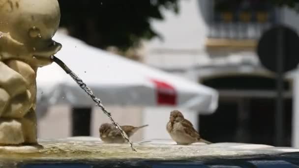 Sparrows Badend Een Fontein Een Warme Zonnige Dag Cadiz Spanje — Stockvideo