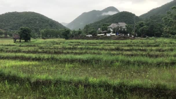 Risbiffar Ett Tropiskt Thailand — Stockvideo