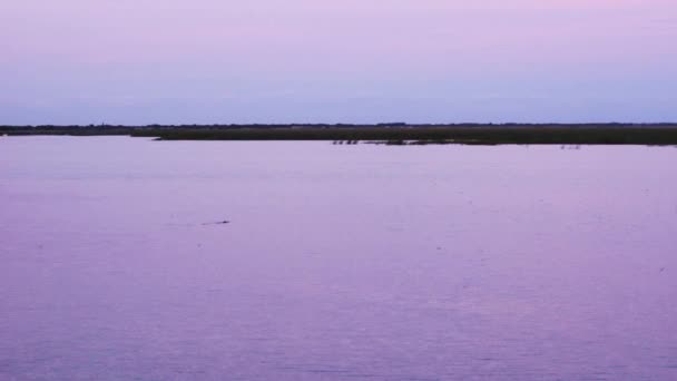 Lago Okeechobee Cocodrilo Puesta Del Sol — Vídeo de stock