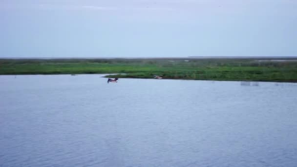 Lago Okeechobee Pássaros Swooping — Vídeo de Stock