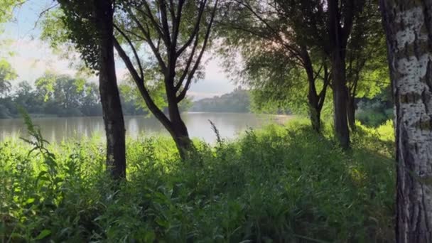 Spaziergang Durch Den Wald Einem Heißen Sommertag Bei Sonnenuntergang Mit — Stockvideo