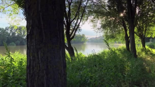 Promenera Genom Skogen Varm Sommardag Vid Solnedgången Med Vacker Utsikt — Stockvideo