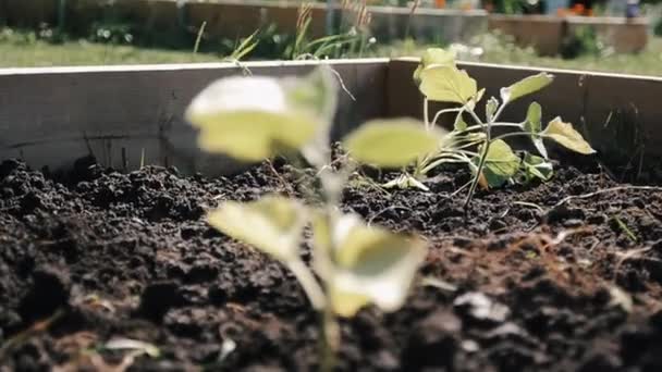 Zwei Kleine Pflanzen Einem Garten Mit Einem Regalfokus Zwischen Vordergrund — Stockvideo