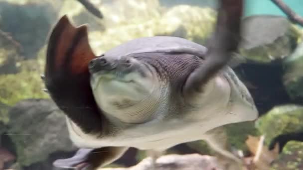 Super Crazy Looking Meeresschildkrötenschwimmen Nahaufnahme — Stockvideo