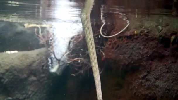 Πάνω Τηγάνι Από Νερό Για Αποκαλύψει Ένα Lizard Γέρνοντας Κεφάλι — Αρχείο Βίντεο