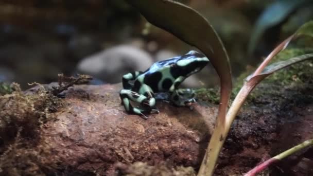 Close Black Green Poison Dart Frog Sitting Moving Brown Rock — Stock Video